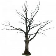 PNG transparente del árbol