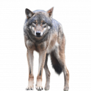 Wolf Download PNG