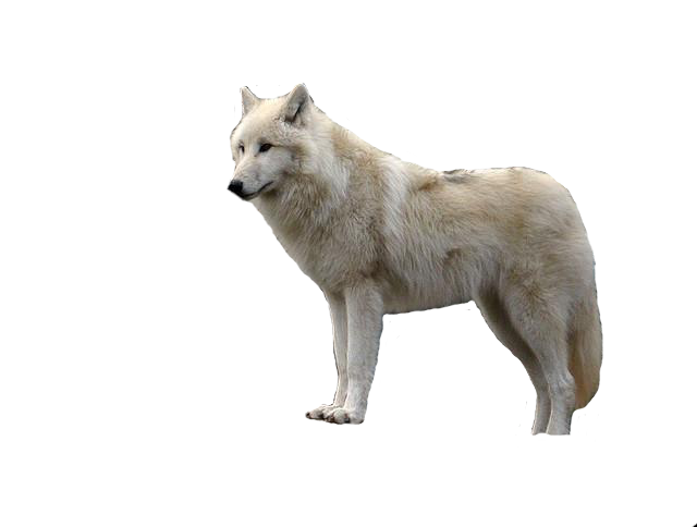 Wolf Free Download PNG