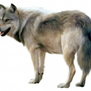 Wolf Free PNG Image