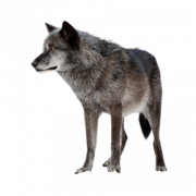 Wolf High-Quality PNG