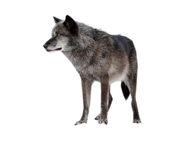 Wolf High-Quality PNG