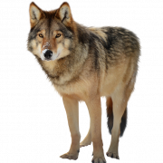 Wolf PNG Clipart