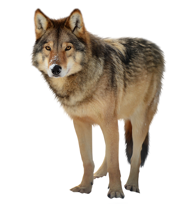 Loup png clipart