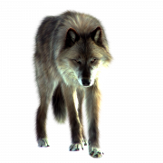 Wolf PNG Bild