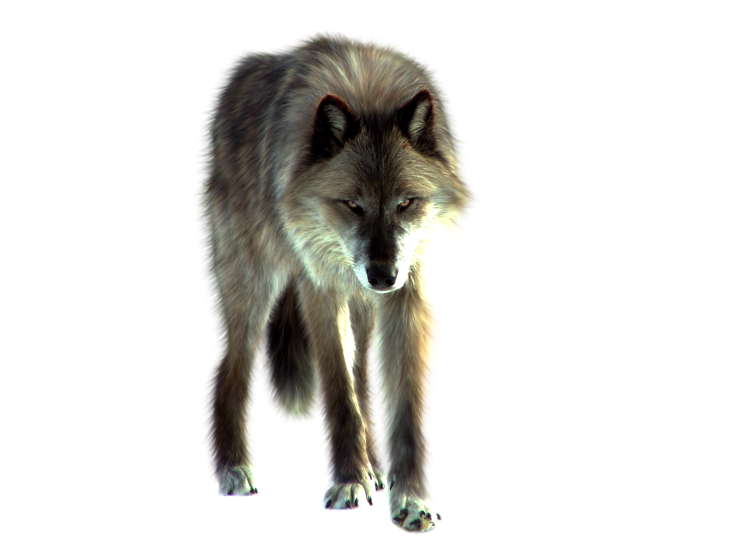 Wolf PNG -afbeelding