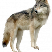Wolf PNG Images