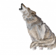 Wolf Png Pic