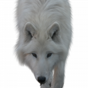 Wolf PNG Picture
