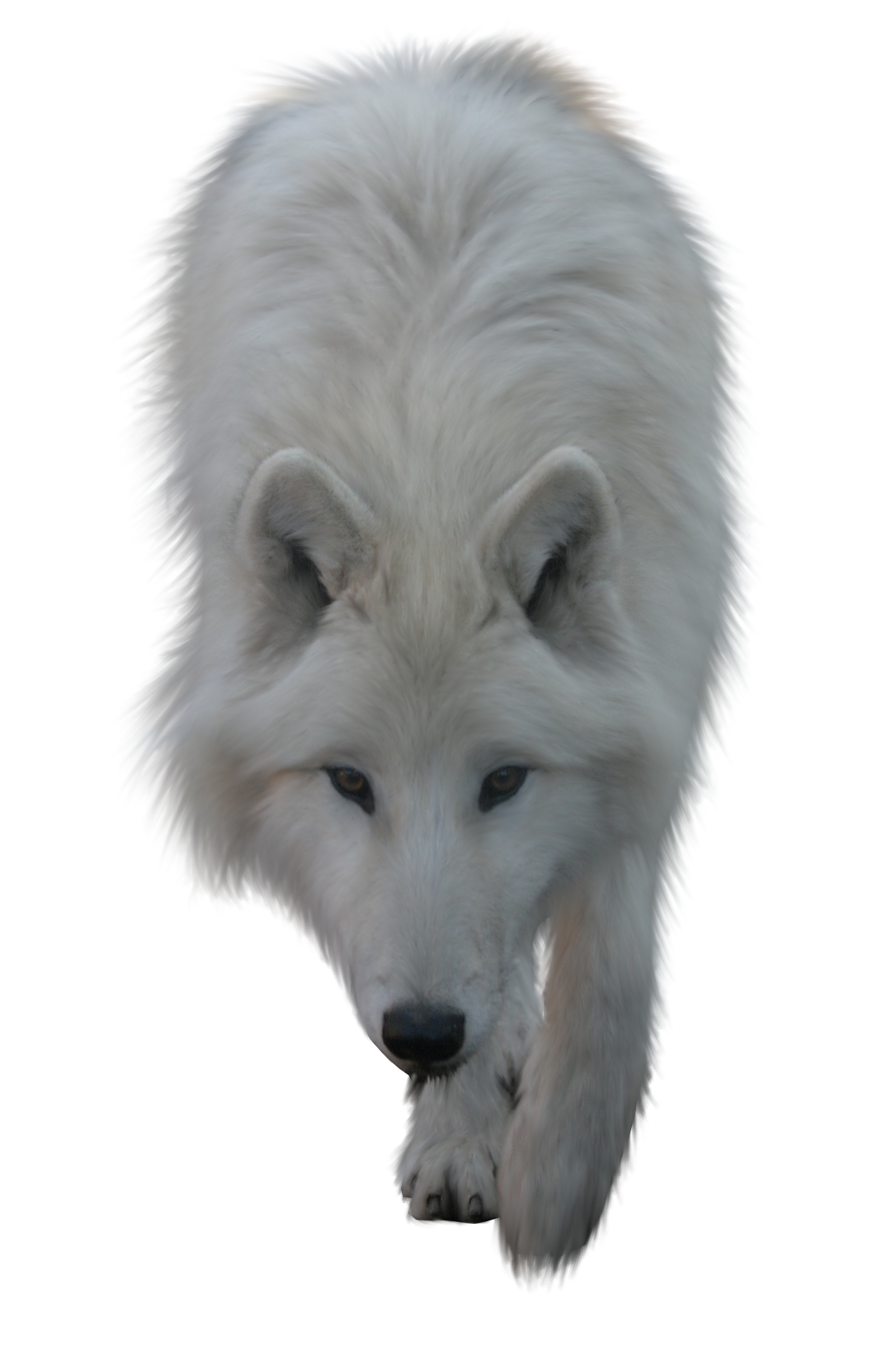 Wolf png foto