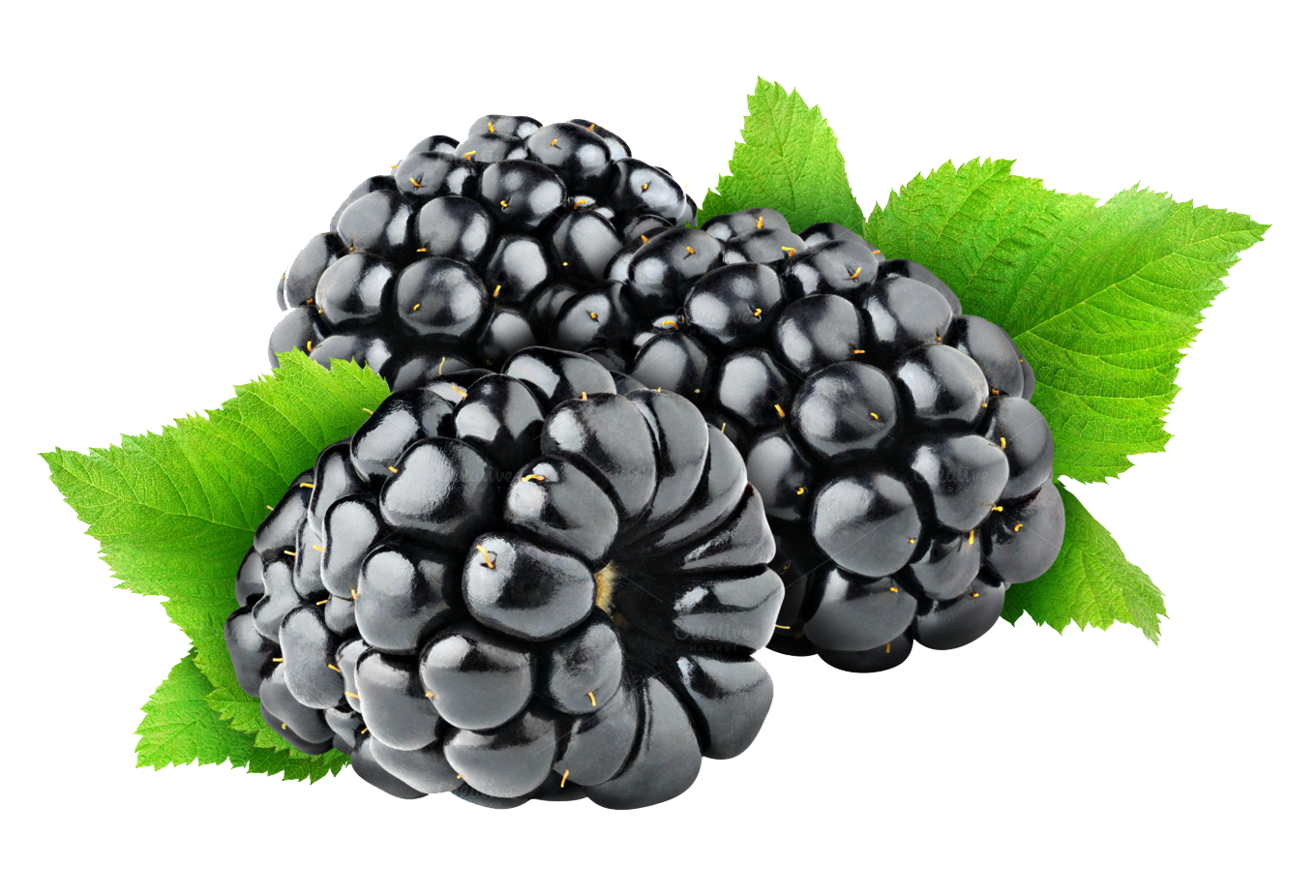 Blackberry Fruit Free PNG Immagine