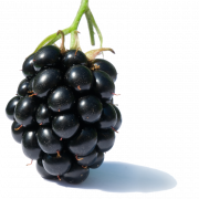 clipart ผลไม้ blackberry png