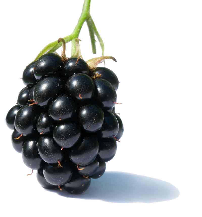 Blackberry frutto png clipart