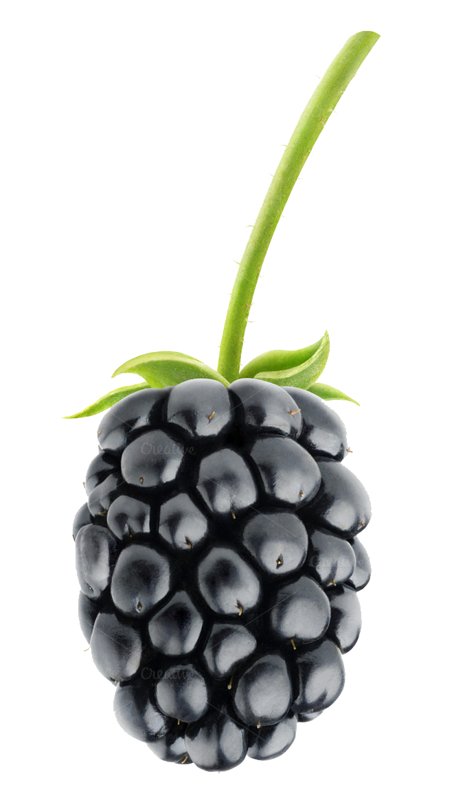 ผลไม้ BlackBerry PNG PIC