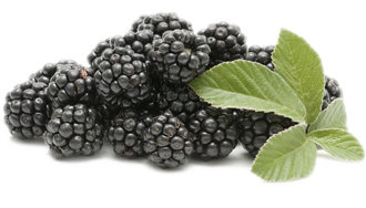 Blackberry Fruit Png Picture