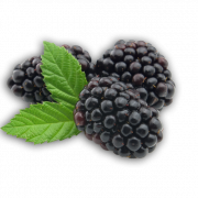 Blackberry meyvesi şeffaf