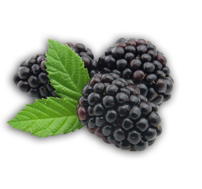 Blackberry Fruit trasparente