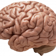 Imagem PNG do cérebro