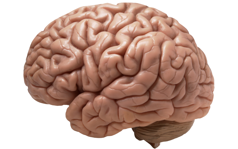 Brain PNG -afbeelding