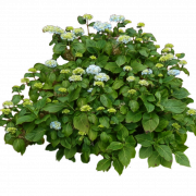 Bushes Free Download PNG