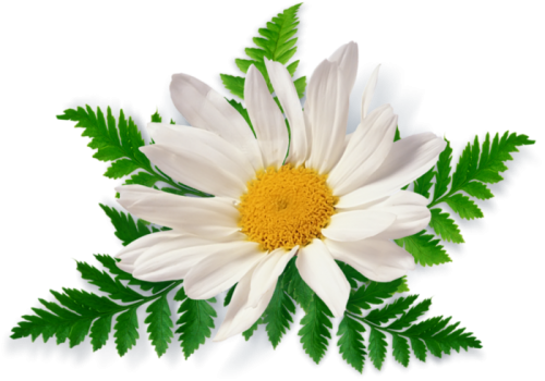Camomile Free Download PNG