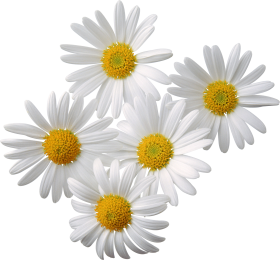 Clipart camomile png
