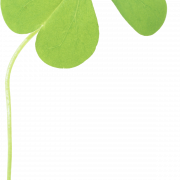 Clover PNG Immagine