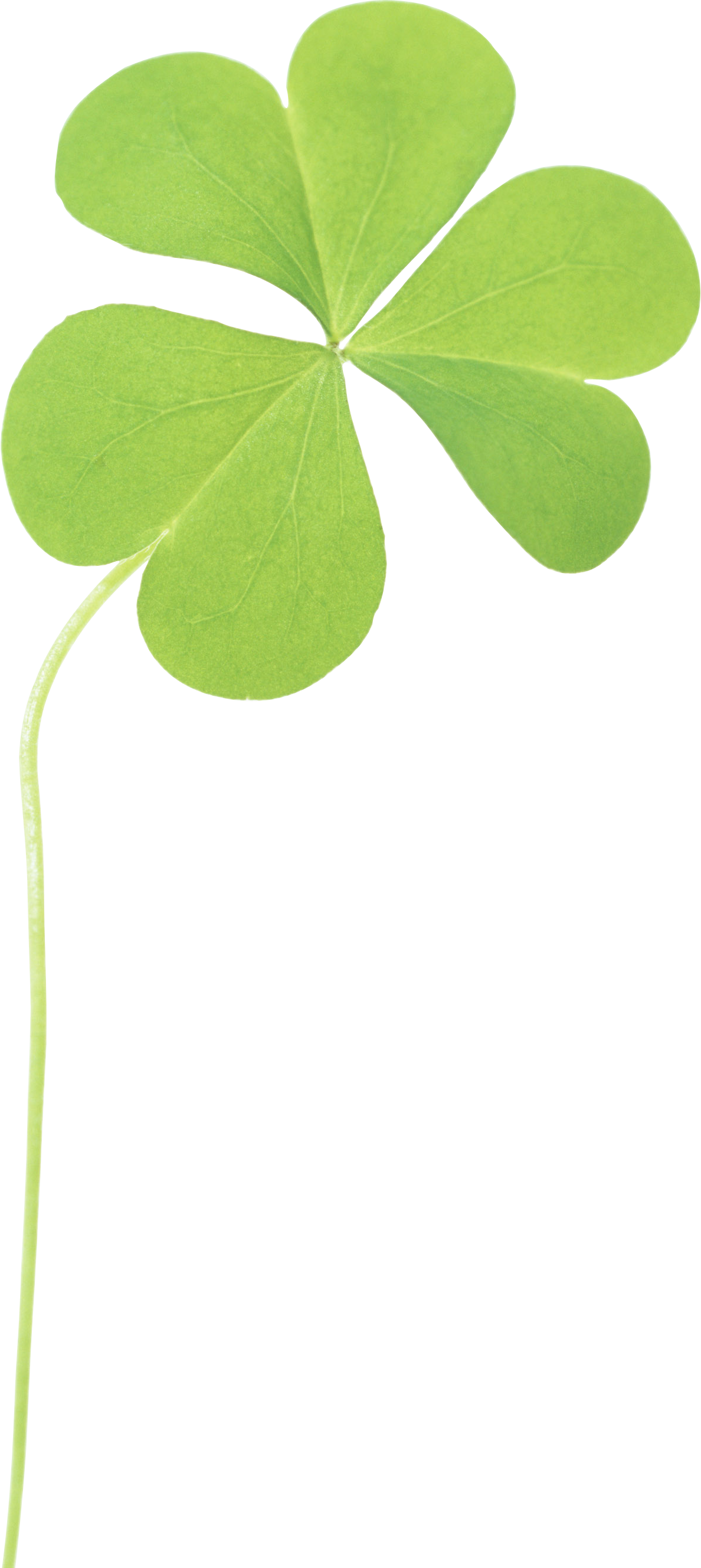 Clover png imahe