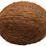 File png kelapa