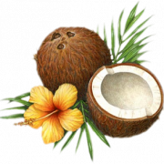 Coconut PNG Picture