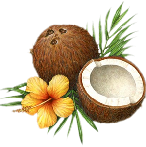 Coconut PNG Picture