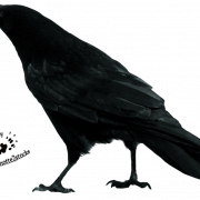 Crow Libreng Pag -download ng PNG