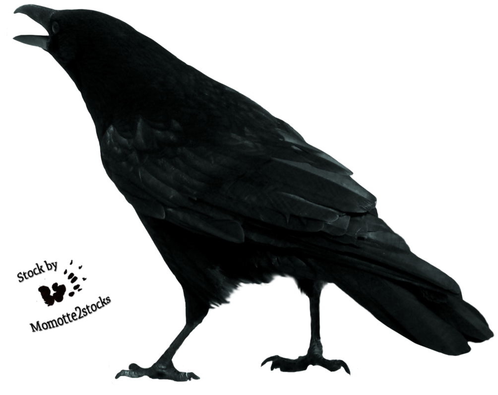 Crow Free Download PNG