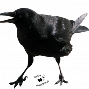 صورة Crow PNG الحرة