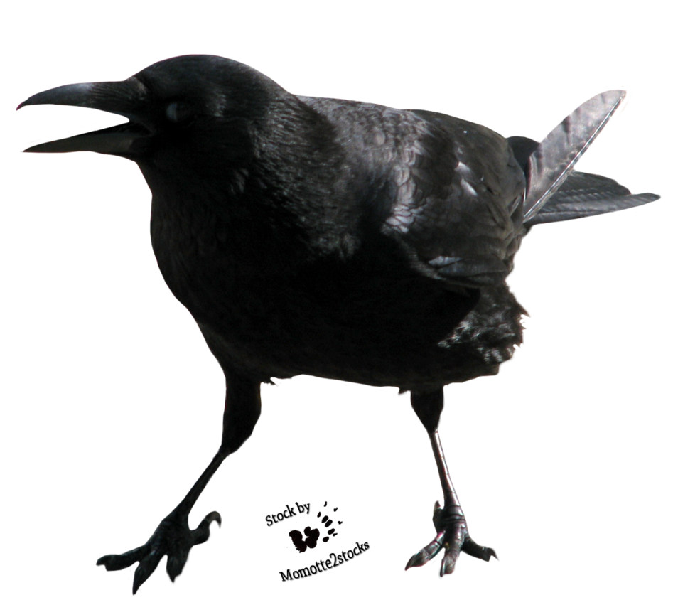 Crow Free PNG Image