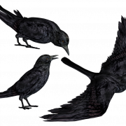 Crow PNG Clipart