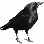 Crow Png Dosyası