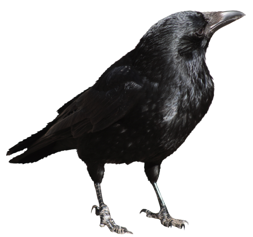 Crow PNG File