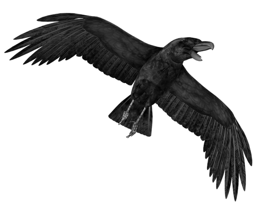 Crow PNG HD