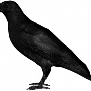 Crow Png görüntüsü