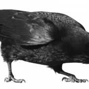 Crow Png Pic