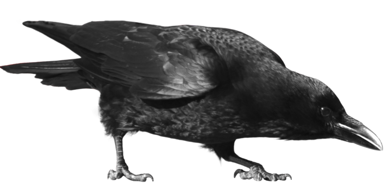 Crow PNG Pic
