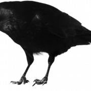 Cuervo transparente