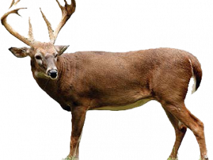 Deer Download PNG