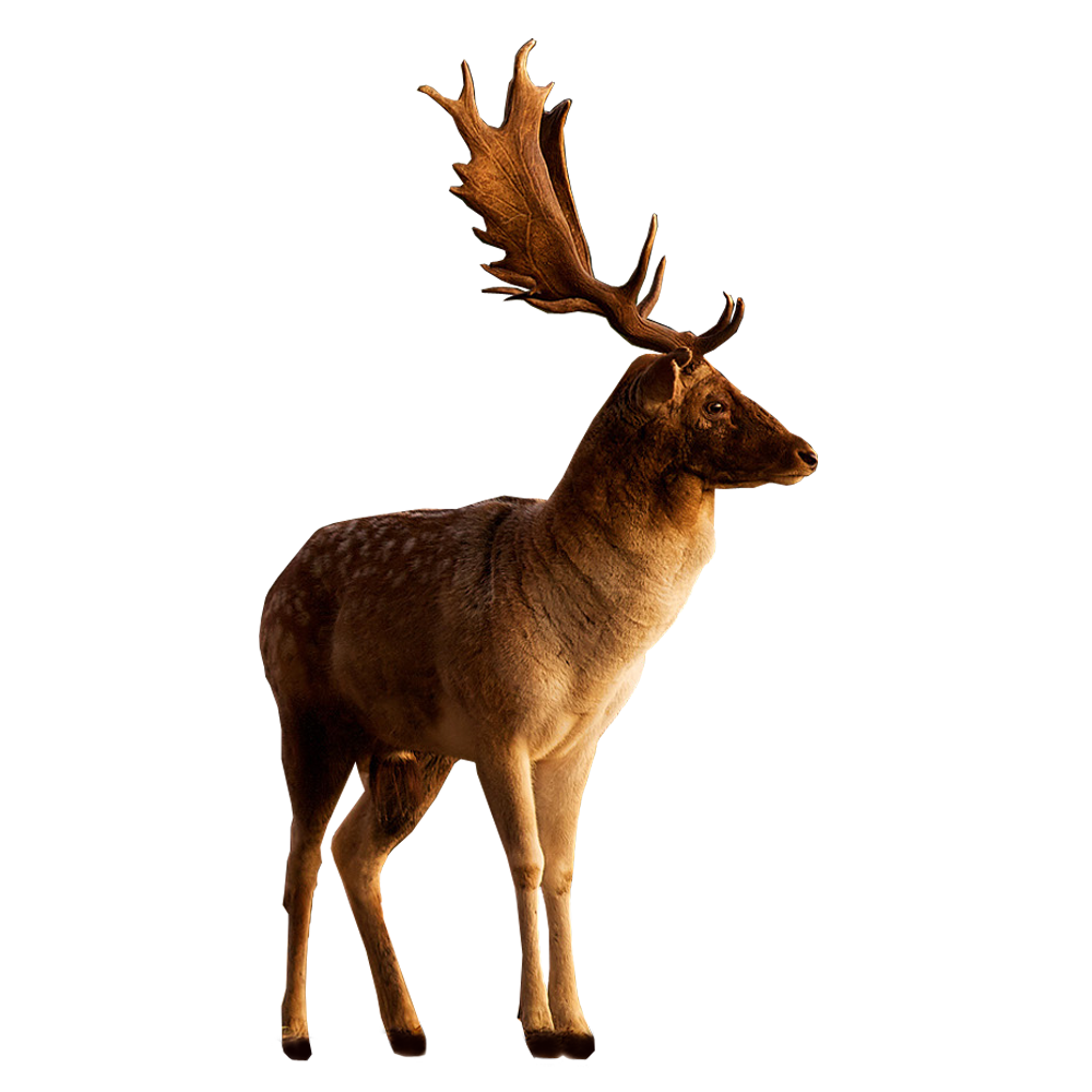 Deer Free PNG Image