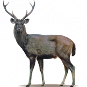 Deer High-Quality PNG