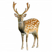 Deer PNG File
