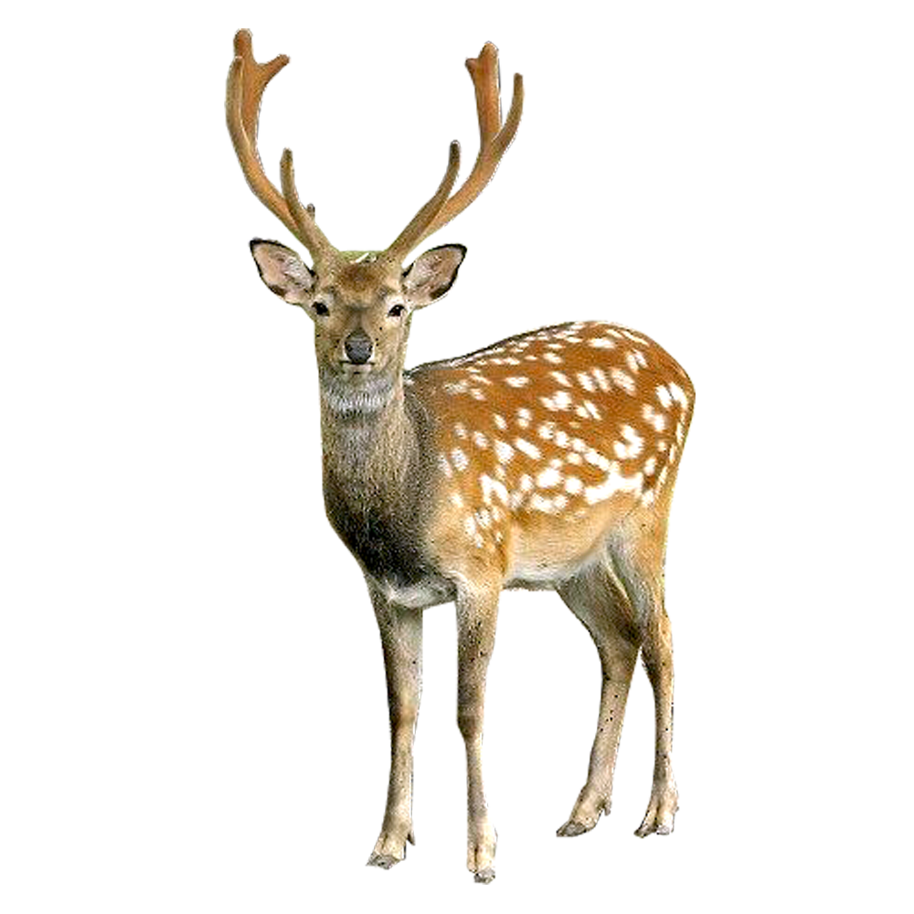 Deer PNG File