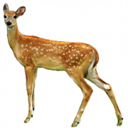 Deer PNG HD