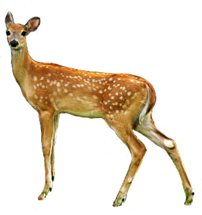 Deer Png HD